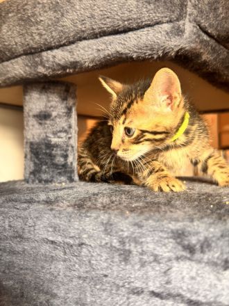 6 Bengal Kitten