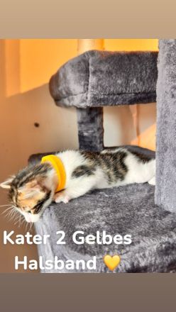 6 Bengal Kitten
