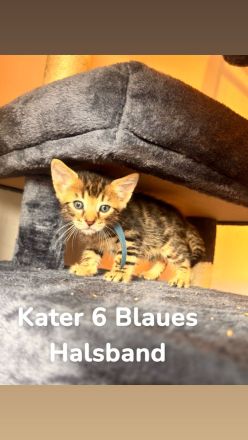6 Bengal Kitten
