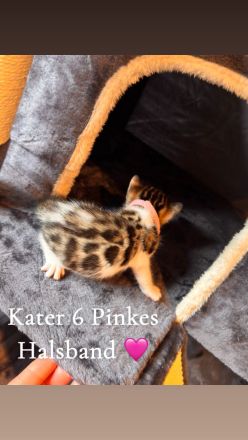6 Bengal Kitten
