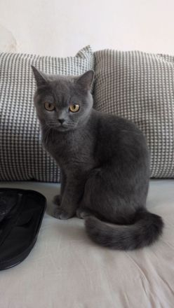 Britisch Kurzhaar Kätzchen ("Whiskas"-Kitten) ab sofort; geimpft (1/3) und entwurmt