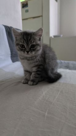 Britisch Kurzhaar Kätzchen ("Whiskas"-Kitten) ab sofort; geimpft (1/3) und entwurmt