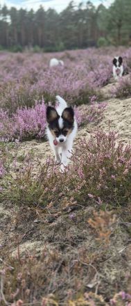 Wunderschöner Papillonwelpe (Rüde; mit Ahnentafel) sucht sein Traumzuhause