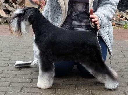 Zwergschnauzer Hündin Schwarz-Silber