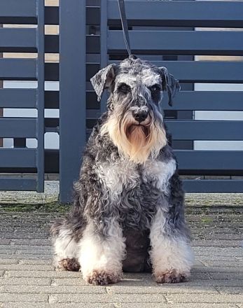 Zwergschnauzer Hündin Schwarz-Silber
