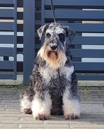 Zwergschnauzer Hündin Schwarz-Silber