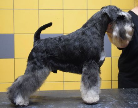 Zwergschnauzer Hündin Schwarz-Silber