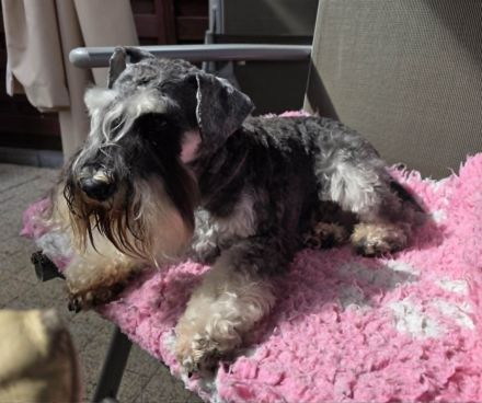 Zwergschnauzer Hündin Schwarz-Silber