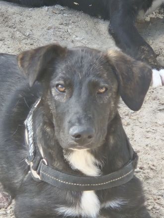 Unsere 4 Labradormischlingshündinnen suchen noch ein Zuhause