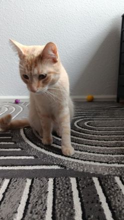 Kater sucht ein neues zuhause