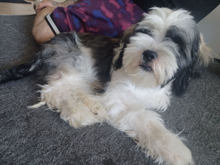 Snoopy sucht Dich