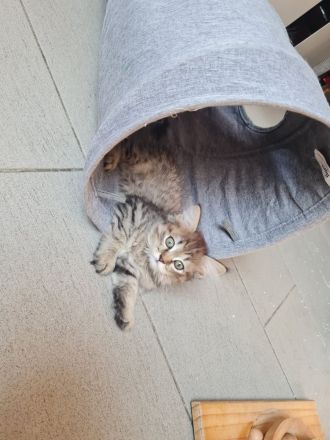 4 süße Katzenmädchen / Babykatzen suchen ein neues Zuhause