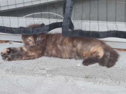 4 süße Katzenmädchen / Babykatzen suchen ein neues Zuhause