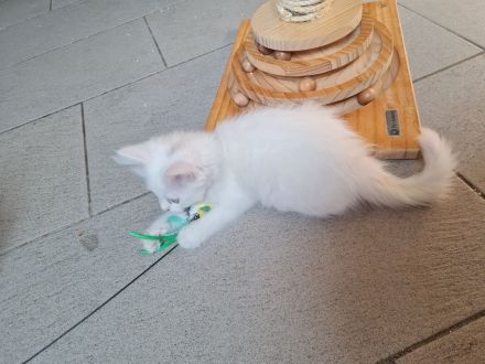 4 süße Katzenmädchen / Babykatzen suchen ein neues Zuhause