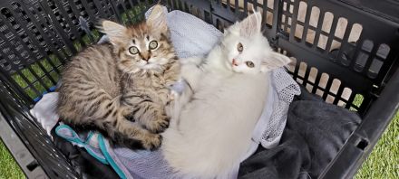 4 süße Katzenmädchen / Babykatzen suchen ein neues Zuhause
