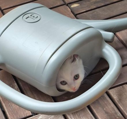 4 süße Katzenmädchen / Babykatzen suchen ein neues Zuhause