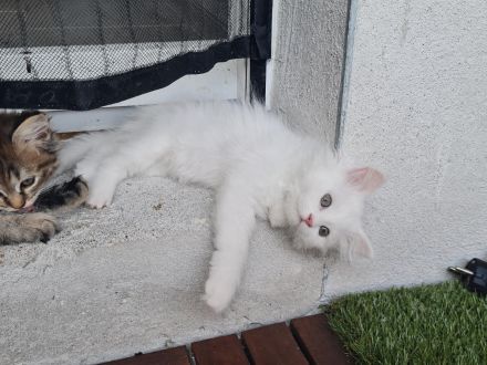 4 süße Katzenmädchen / Babykatzen suchen ein neues Zuhause