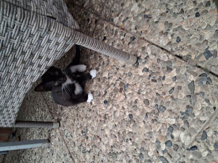 Kitten abzugeben