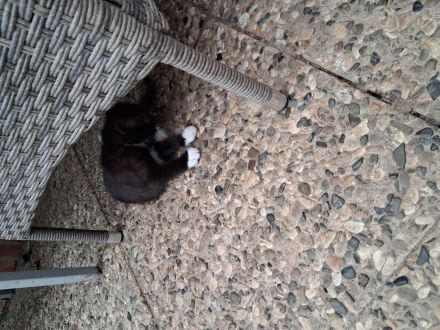 Kitten abzugeben