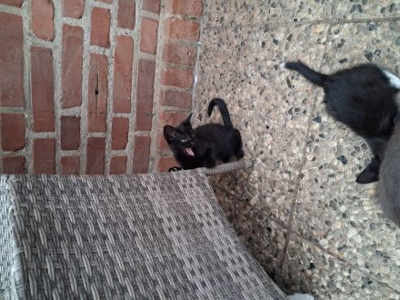 Kitten abzugeben