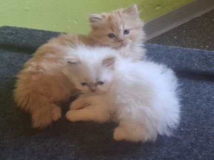 Perser Kitten mit Nase - geimpft, gechipt, 4-fach entwurmt - inkl. großem Starterpaket