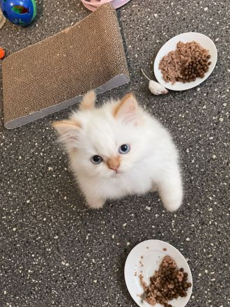ABGABEBEREIT! PerserKitten mit Nase - geimpft, gechipt, 4-fach entwurmt - inkl. großem Starterpaket