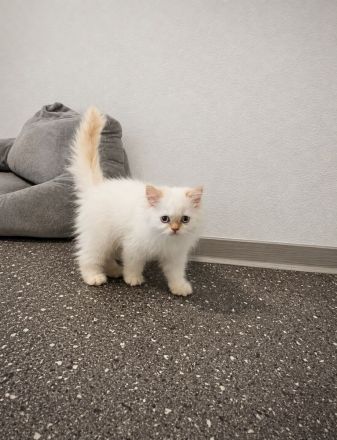 ABGABEBEREIT! PerserKitten mit Nase - geimpft, gechipt, 4-fach entwurmt - inkl. großem Starterpaket