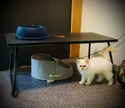 ABGABEBEREIT! PerserKitten mit Nase - geimpft, gechipt, 4-fach entwurmt - inkl. großem Starterpaket