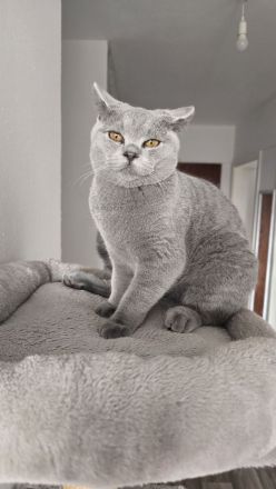 🐾 BKH Kater 6 Monate 🐾