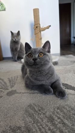 BKH Kitten