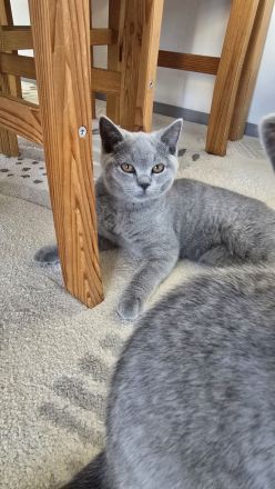 BKH Kitten