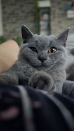 BKH Kitten