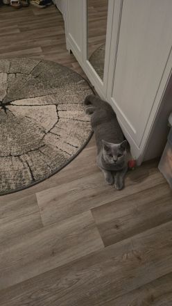 🐾 BKH Kater 6 Monate 🐾