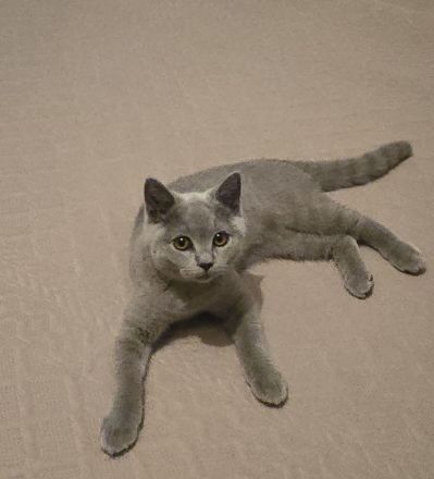 BKH Kitten