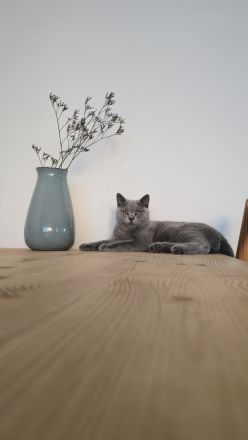 🐾 BKH Kater 6 Monate 🐾