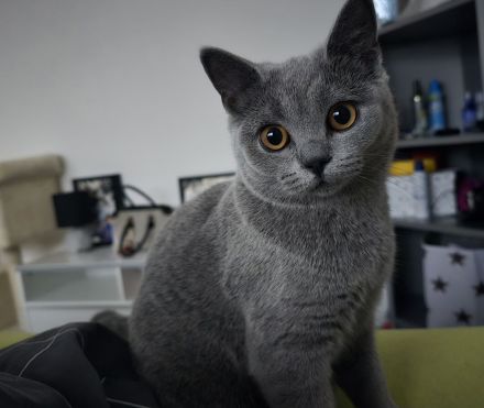 🐾 BKH Kitten 🐾