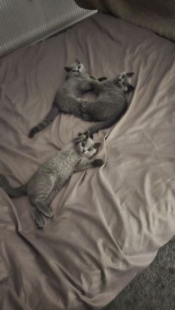 BKH Kitten