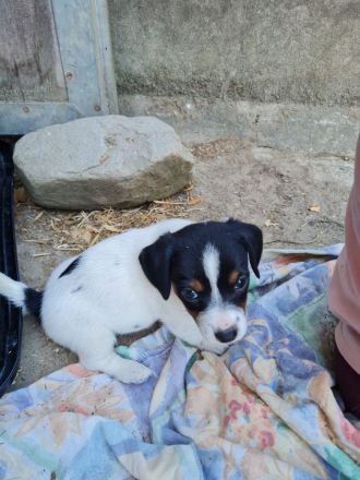 Jack Russel Welpen