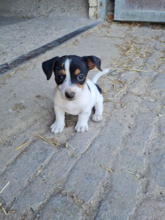 Jack Russel Welpen