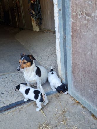 Jack Russel Welpen