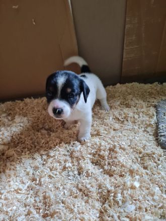 Jack Russel Welpen