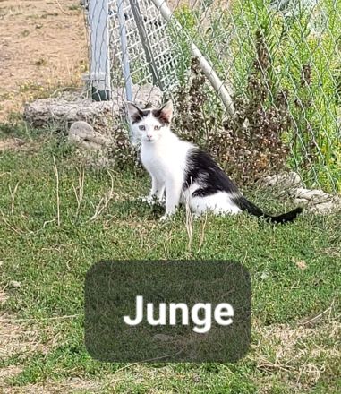 Katzenkitten abzugeben