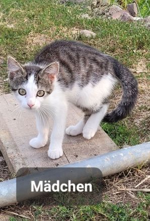 Katzenkitten abzugeben