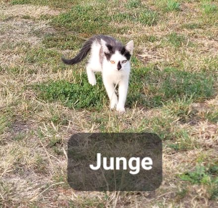Katzenkitten abzugeben