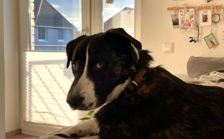 Percy sucht seine Menschen