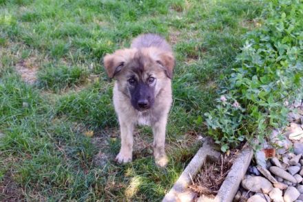 Mitsch sucht ein Zuhause