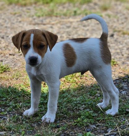 3 reinrassige Jack Russell Terrier Welpen