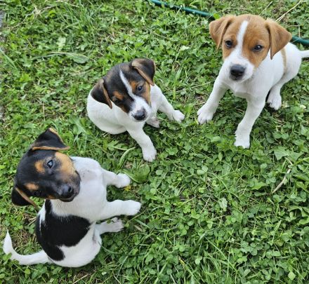 3 reinrassige Jack Russell Terrier Welpen
