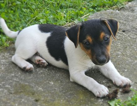 3 reinrassige Jack Russell Terrier Welpen