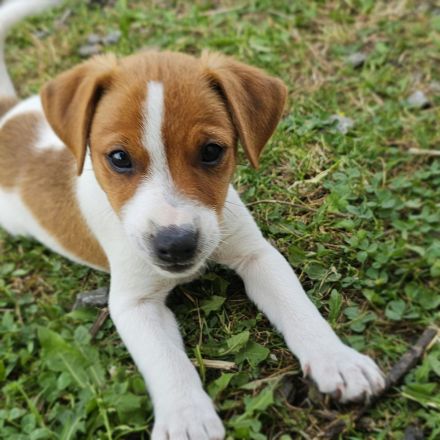 3 reinrassige Jack Russell Terrier Welpen